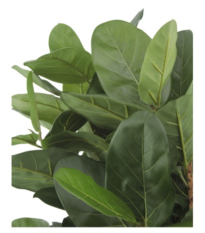 Petit ficus caoutchouc artificiel