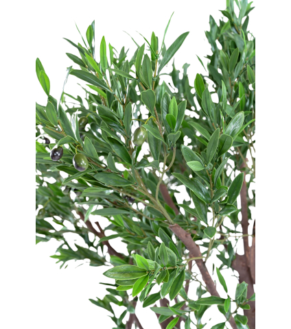 Olivier géant extérieur artificiel