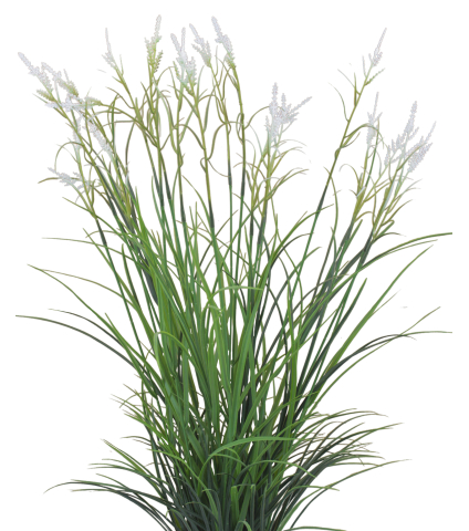Grande herbe acorus blanche