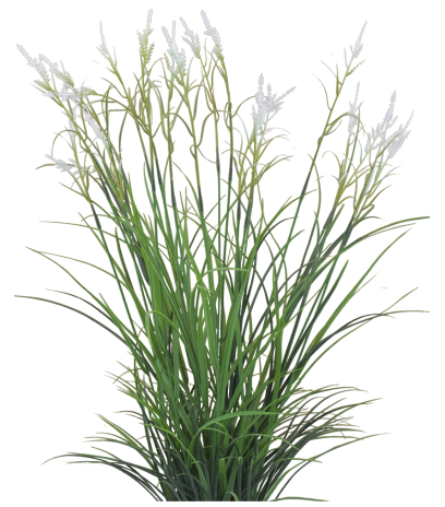 Grande herbe acorus blanche