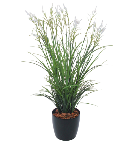 Grande herbe acorus blanche