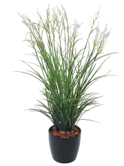 Grande herbe acorus blanche