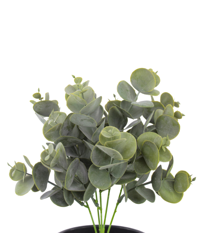 Eucalyptus artificiel cinerea