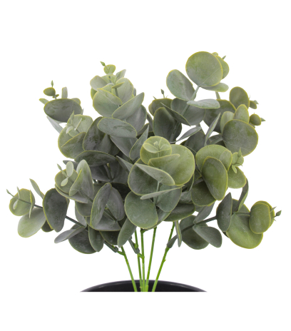 Eucalyptus artificiel cinerea