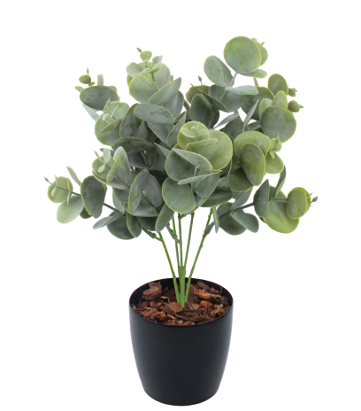 Eucalyptus artificiel cinerea