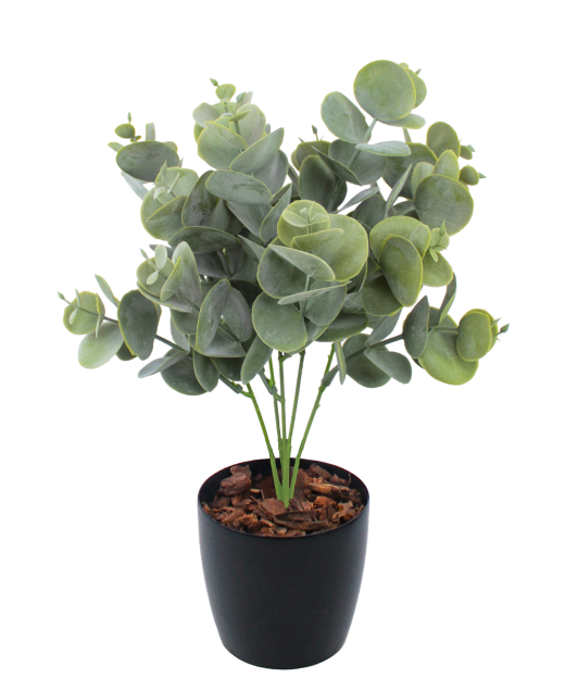 Eucalyptus artificiel cinerea