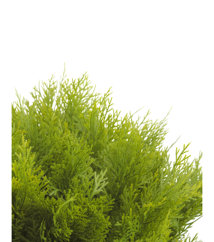 Cyprès buisson artificiel