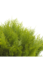 Cyprès buisson artificiel