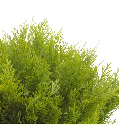 Cyprès buisson artificiel