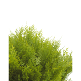 Cyprès buisson artificiel