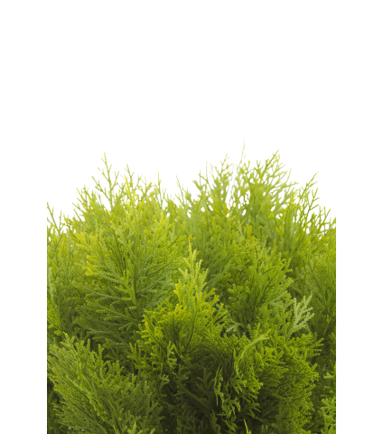 Cyprès buisson artificiel
