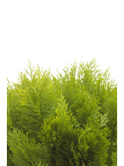 Cyprès buisson artificiel