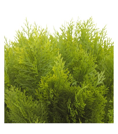 Cyprès buisson artificiel