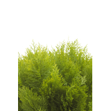 Cyprès buisson artificiel