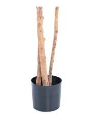 Pot