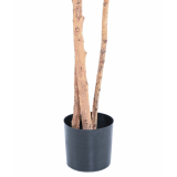 Pot