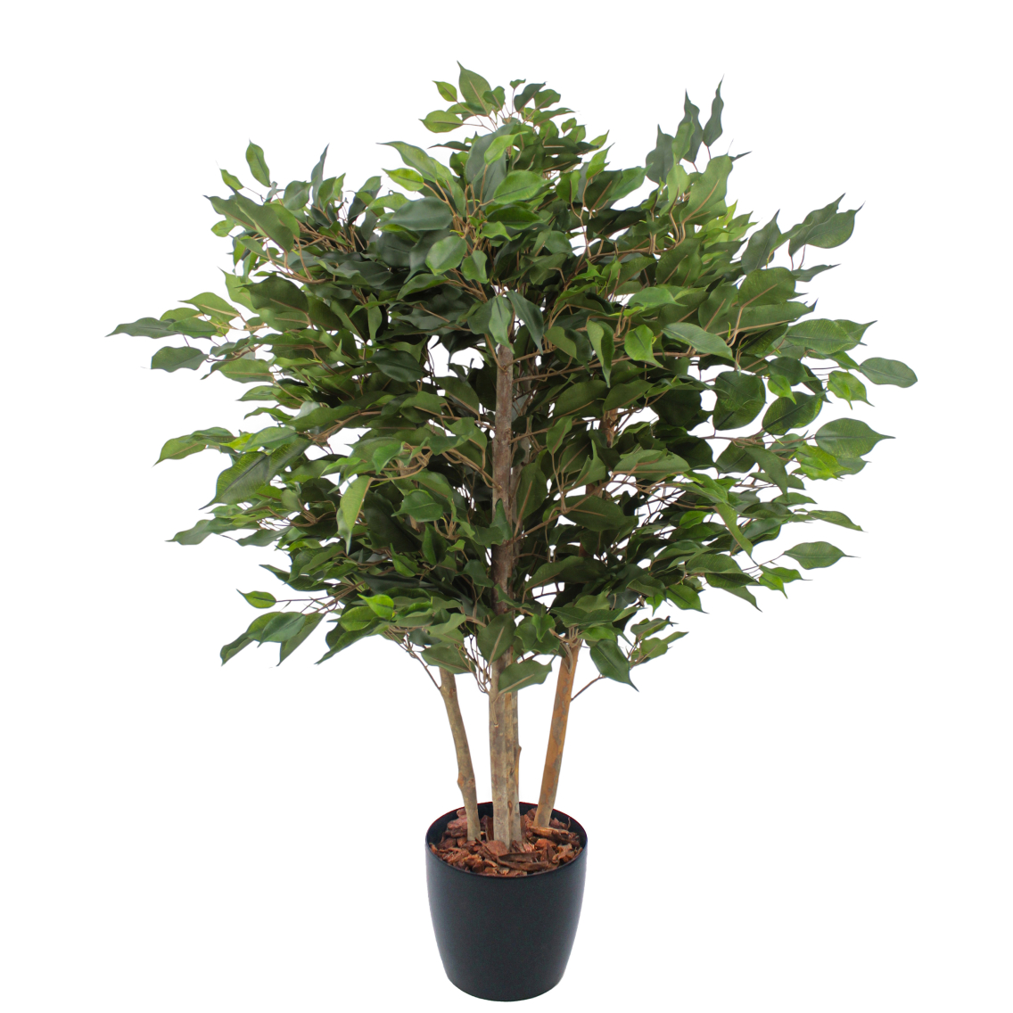 Ficus artificiel moracée Ficus artificiel moracée