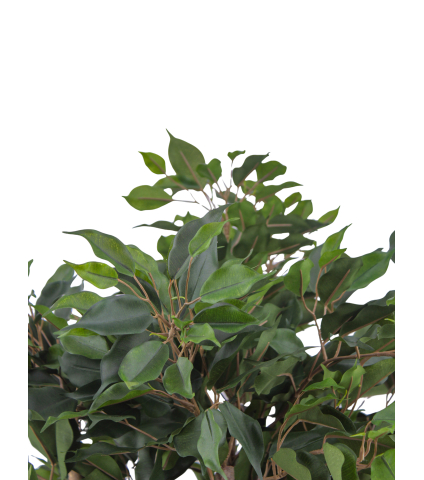 Ficus artificiel moracée