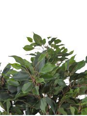 Ficus artificiel moracée