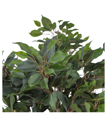Ficus artificiel moracée