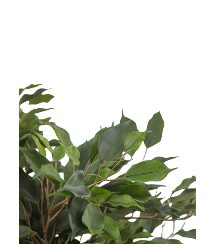 Ficus artificiel moracée