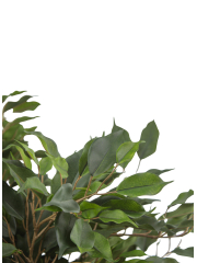 Ficus artificiel moracée