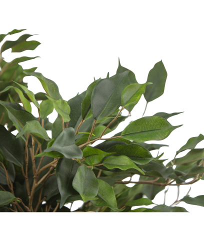 Ficus artificiel moracée
