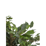 Ficus artificiel moracée