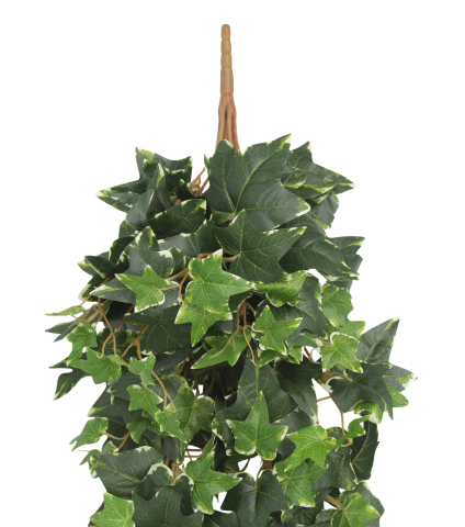 Lierre anglais artificiel panaché