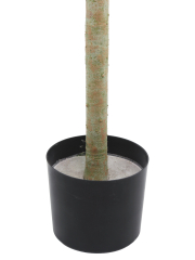 Pot