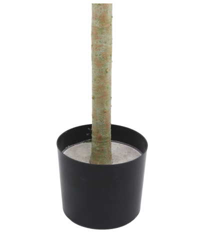 Pot