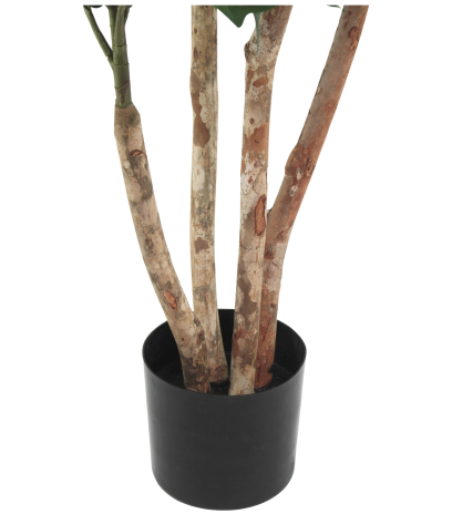 Pot