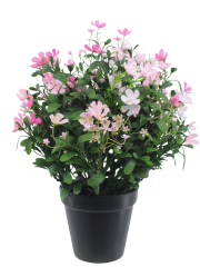 Saponaire artificielle rose