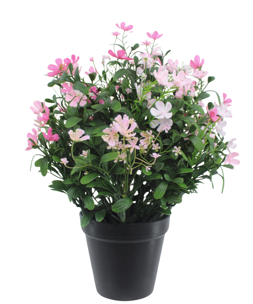 Saponaire artificielle rose