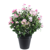 Saponaire artificielle rose