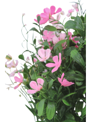 Saponaire artificielle rose