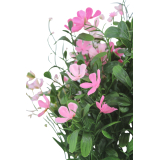 Saponaire artificielle rose