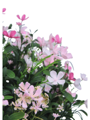 Saponaire artificielle rose