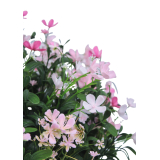 Saponaire artificielle rose