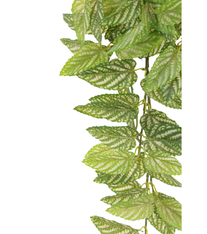 Chute de strobilanthe artificielle