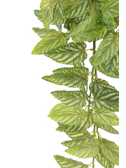 Chute de strobilanthe artificielle