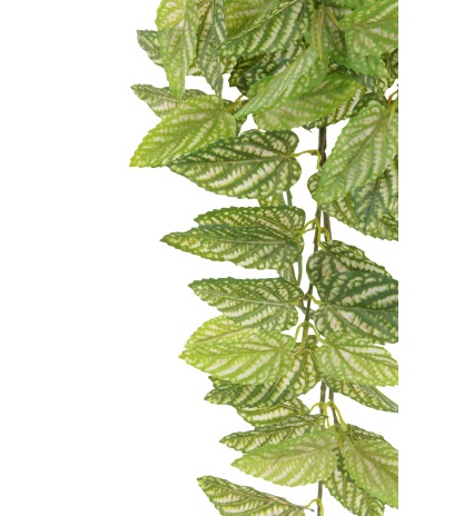 Chute de strobilanthe artificielle