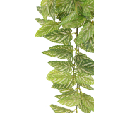 Chute de strobilanthe artificielle