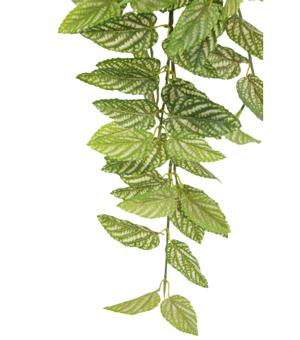 Chute de strobilanthe artificielle