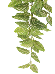 Chute de strobilanthe artificielle