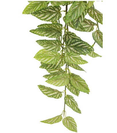 Chute de strobilanthe artificielle