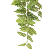 Chute de strobilanthe artificielle