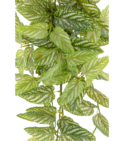 Chute de strobilanthe artificielle