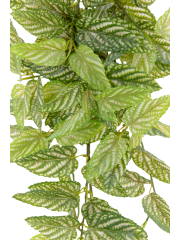 Chute de strobilanthe artificielle