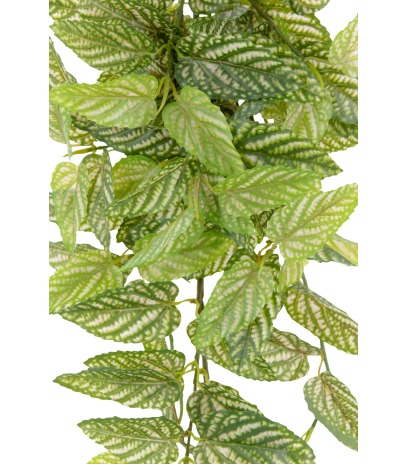 Chute de strobilanthe artificielle